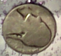 No-Date-Nickel-Misstruck?